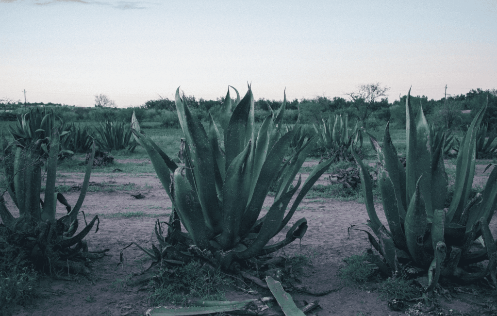Tequila buying guide

