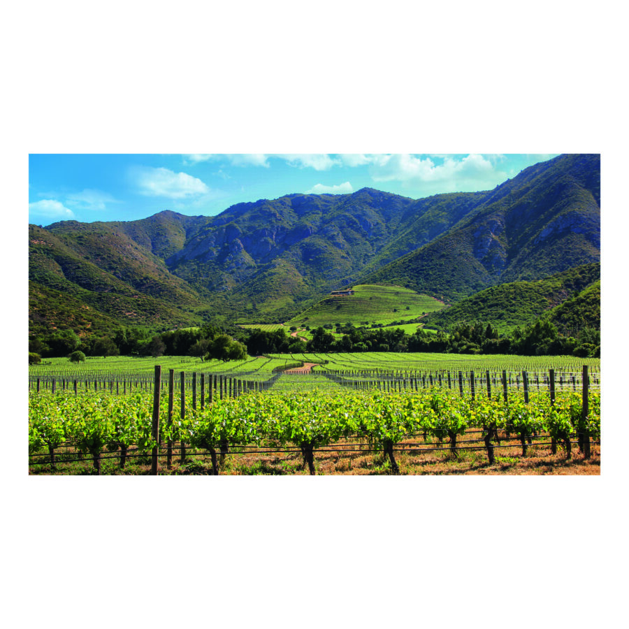 Vina Sena - Vertical Wine Tasting - 24th September - 6:30pm